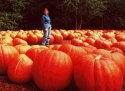 Harvest