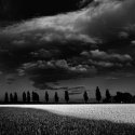 Wheatfield sunset