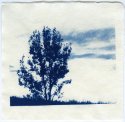 Cyanotype #2