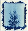 Cyanotype #4