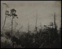 Gualala Trees 2