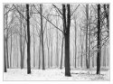 Foggy forest