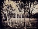 New York birch trees