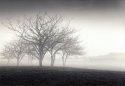 Hillside Trees