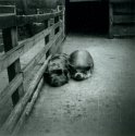 Piggies