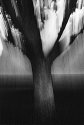 tree sketches, no. 2