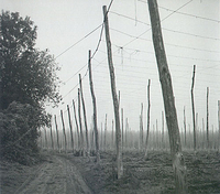 Hop Fields near Boughton, Kent, UK