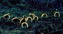 Ducklings