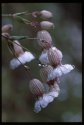 Sea Campion.