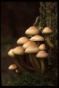 Sulphur Tuft
