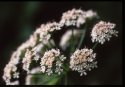 Hemlock Water Dropwort