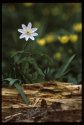 Wood Anemone.