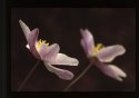 A pair of Wood Anemones.