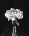 Roses in Tandem