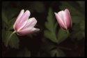 Wood Anemones.