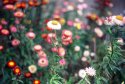 Bokeh Flowers