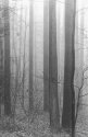 Into the Mystic