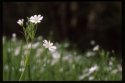 Greater Stitchwort.