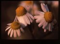 Scentless Mayweed.