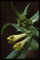 Common Cow Wheat.