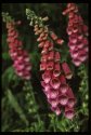 Foxglove.
