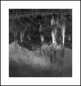 More from the Pond
