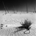 Ghost Forest