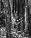 Muir Woods, California
