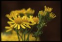 Ragwort.