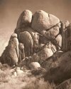 Joshua Tree