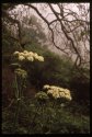 Hogweed.