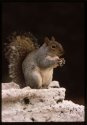 Squirrel.