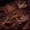 Fall Foliage 2007