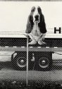 Basset On Truck