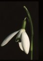 Snowdrop.