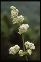 Hedge Bedstraw.