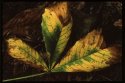 Leaves.