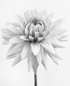 Hamari Girl (White Dahlia)