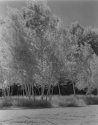 Solarized birches