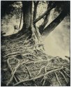 "Silver Maple"  10/2007