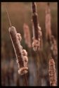 Bullrush.