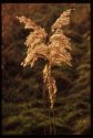 Common Reed.