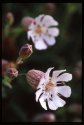 Sea Campion.