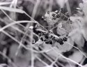 Buttertub's Blackberries