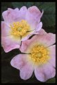 Dog Rose.