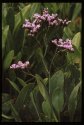 Sea Lavender.