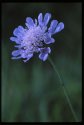 Small Scabious.