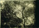 Tree alumitype