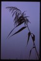 Common Reed.