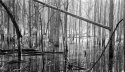 Drowned Forest